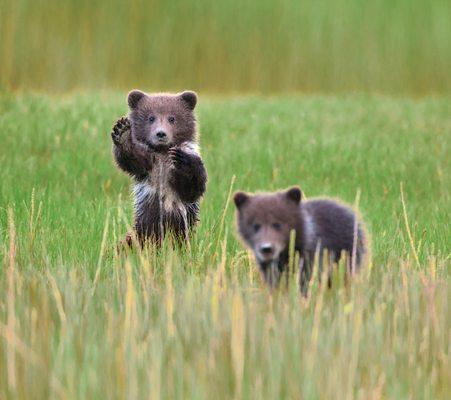 Cruising Alaska is so fun we can "bearly" stand it!