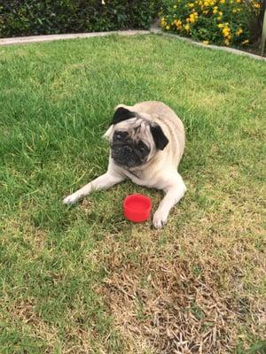 Jack enjoying CB trust's nice lawn :)