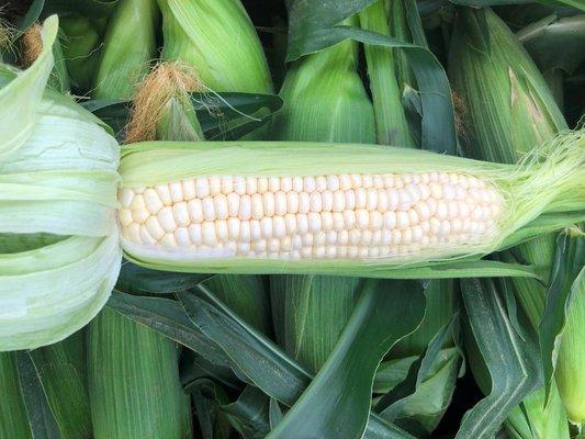 Sweet Corn / Elote Dulce