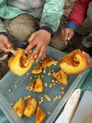 children investigate the insides of a pumpkin during forest preschool, Spire School.