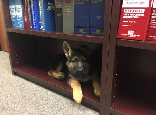 Addy the Law Pup still making sure your business is defended.