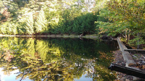 More pond photos.