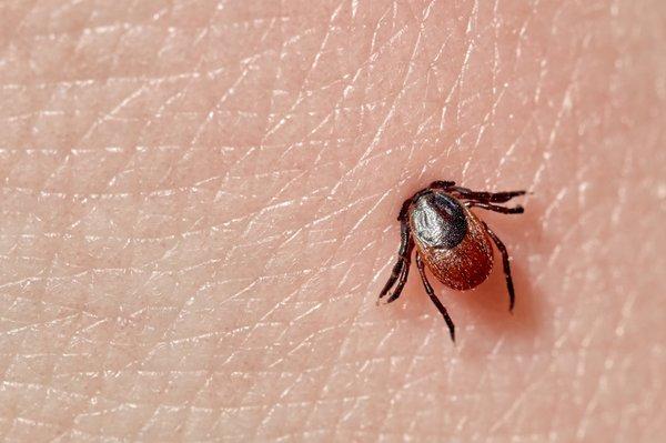 Prevent tick bites with Tick Proof, the world's best tick repellent