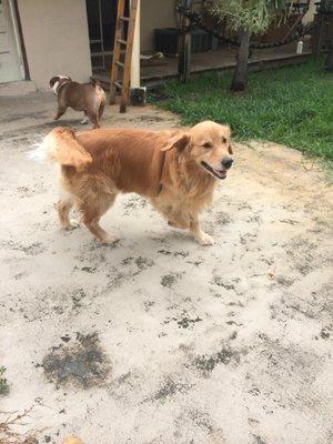 Larger Dogs @camp enjoying fenced in play-yard