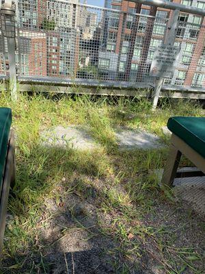 Roof "garden" is totally unmaintained and it's just weeds taking over.