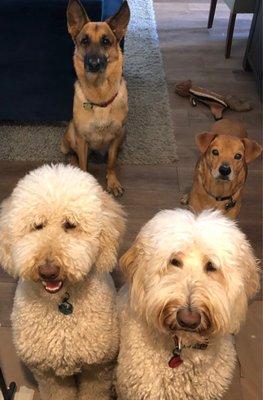 Santa Monica Dog Walkers