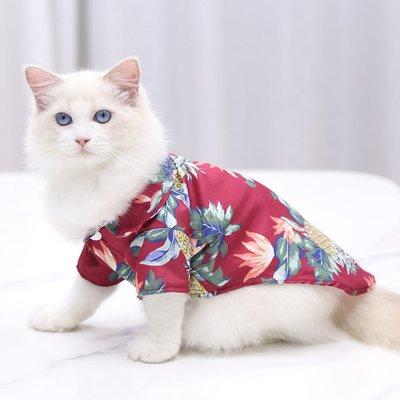 Cat in Hawaiian floral print shirt.