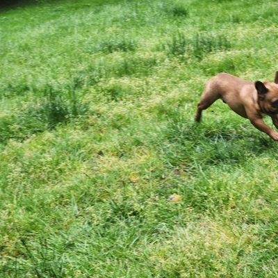 Puppy Dogs, Green Grass