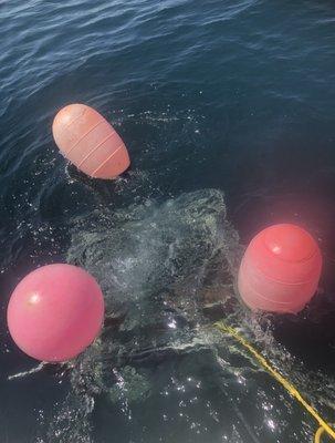 Dive cage welded by Captain Chuck