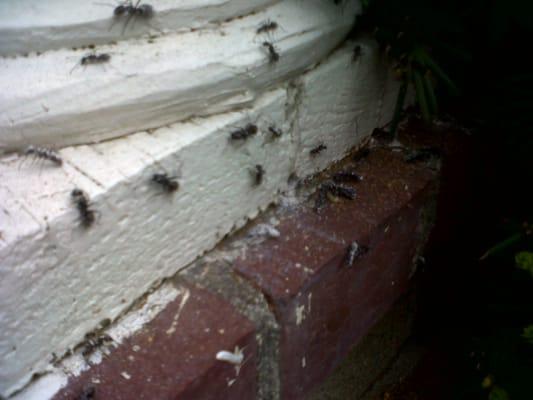 Carpenter ants at the base of a front porch column.  These hollow columns are common nesting sites in eastern Massachusetts.