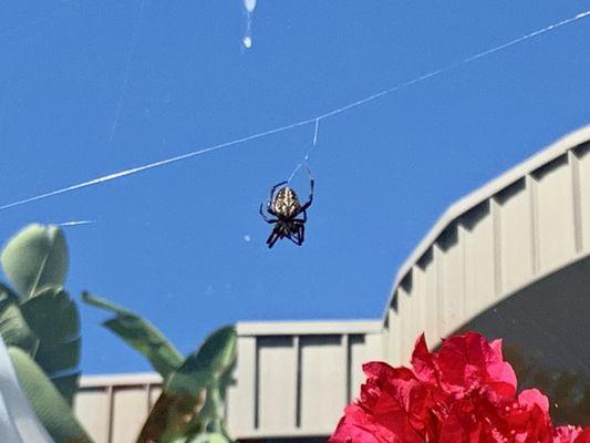 Black & Yellow Garden Spider