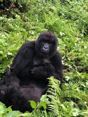 Rwanda to trek the mountain gorillas