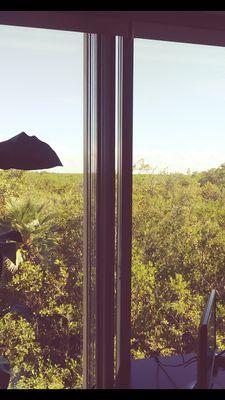 View of mangroves and sky. And interesting contrast with their modern office building, materials, and design techniques. Also relaxing.