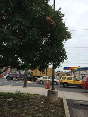 There is a Lew Blum tow sign hiding behind this tree. Can you see it? I certainly couldn't and was towed.