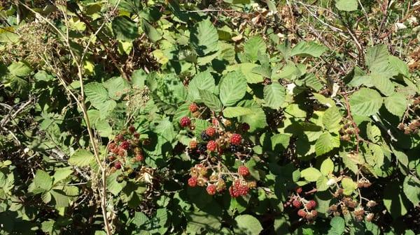 When you forget to bring a snack nature provides one for you: California Blackberries!