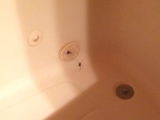 Bugs in tub