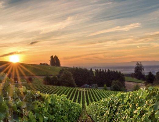 Oregon Wine Country