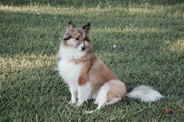 Zelda - my tripod Sheltie