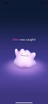 Ditto     '-'