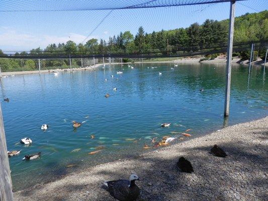 Gooseneck Hill Waterfowl Sanctuary