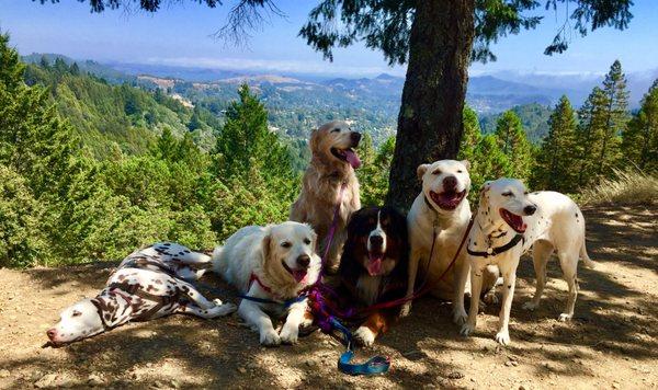 The Tiburon Dog Butler