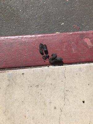 DOG POOP  in front of store