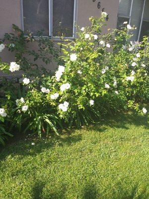 Front Lawn Flowers (08/18/20). #DavilaLandscaping #BellGarden #Gardening #Landscaping