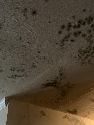 Black mold