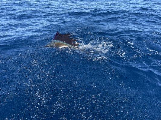 Grey Ghost Fishing Charters