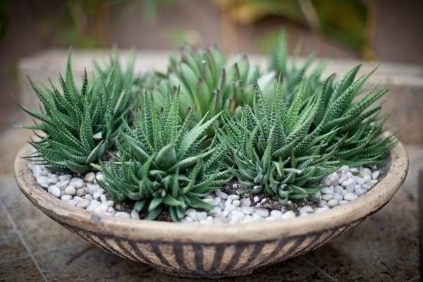 African bowl with haworthias