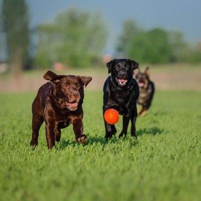 Dog Works Ranch