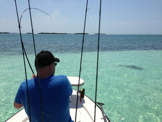 Reeling in a bull shark!