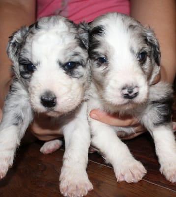 Blue Merle Babies