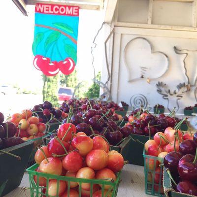 Welcome! "White" Rainiers Cherries and Red Larian Cherries photographed here.