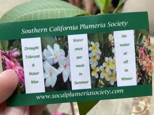 Plumeria society info