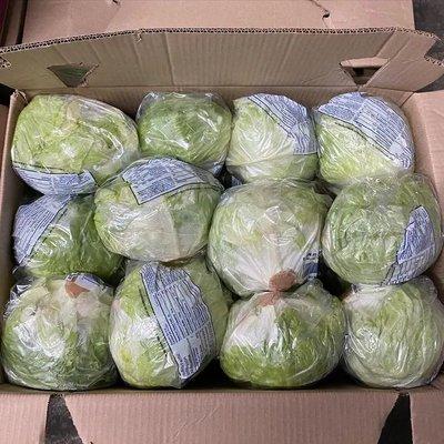 Iceberg Lettuce