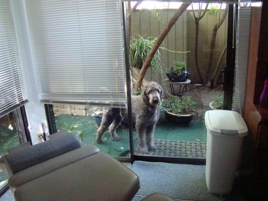 Curly the labradoodle loves to greet people and get  petted. He is great for relieving high blood pressure and stress