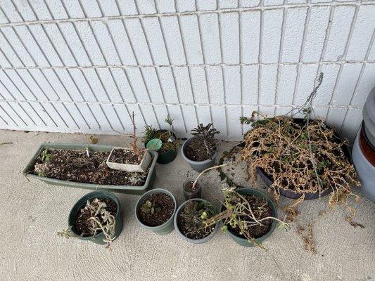 Some of the Dead plants