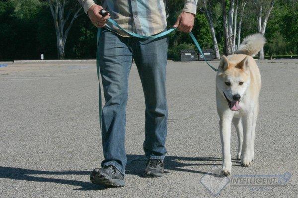 Teaching dogs to walk without pulling is our specialty.  Call today to schedule your free consultation in San Diego!