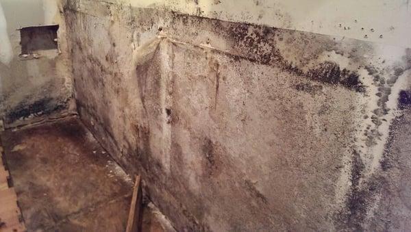 Water damage caused mold on the wall, and requiring mold remediation. 