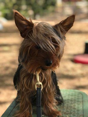 Maxwell showing off his new hairstyle during his training.