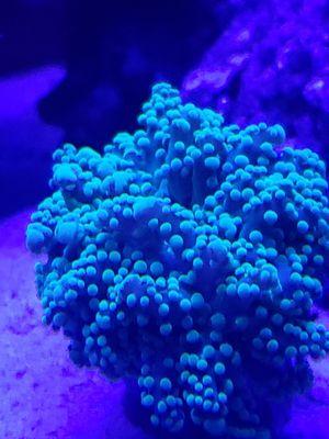 Frogspawn