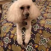 photo of Crazy Poodle M.