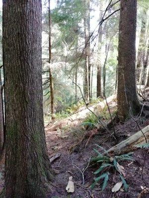 Hemlock trees growing in a Coast Range forest