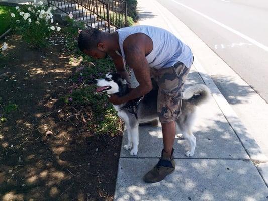 1 year old Siberian Husky "Storm"