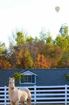 Autumn afternoon at Wildflower Ranch