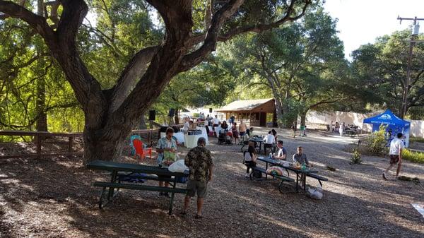 Under the oaks