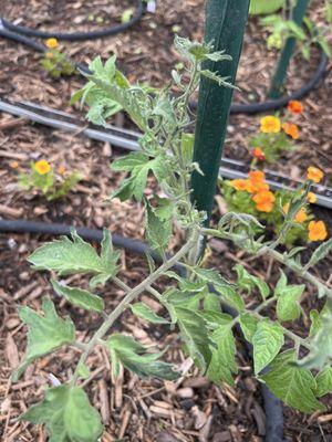 Sickly tomato plant affected by this company spraying herbicide near it. These photos were also shared with the owner.