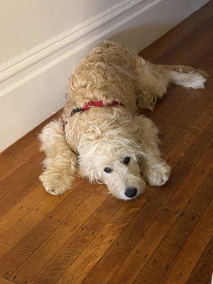 Our puppy, Monty waiting to be picked up for his daily walk.