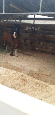 handsome Clydesdale - rescue